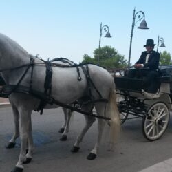 i cavalieri di robin hood noleggio carrozza con cavalli