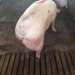 Suino danese da allevamento