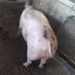 Suino danese da allevamento