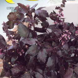 Semi orto basilico foglia violetta