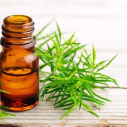 Tea tree oil