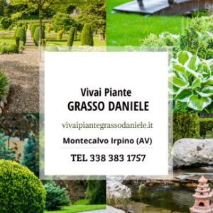 Profile photo of Vivaio Piante Daniele Grasso